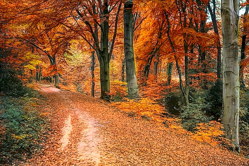 C'est l'automne